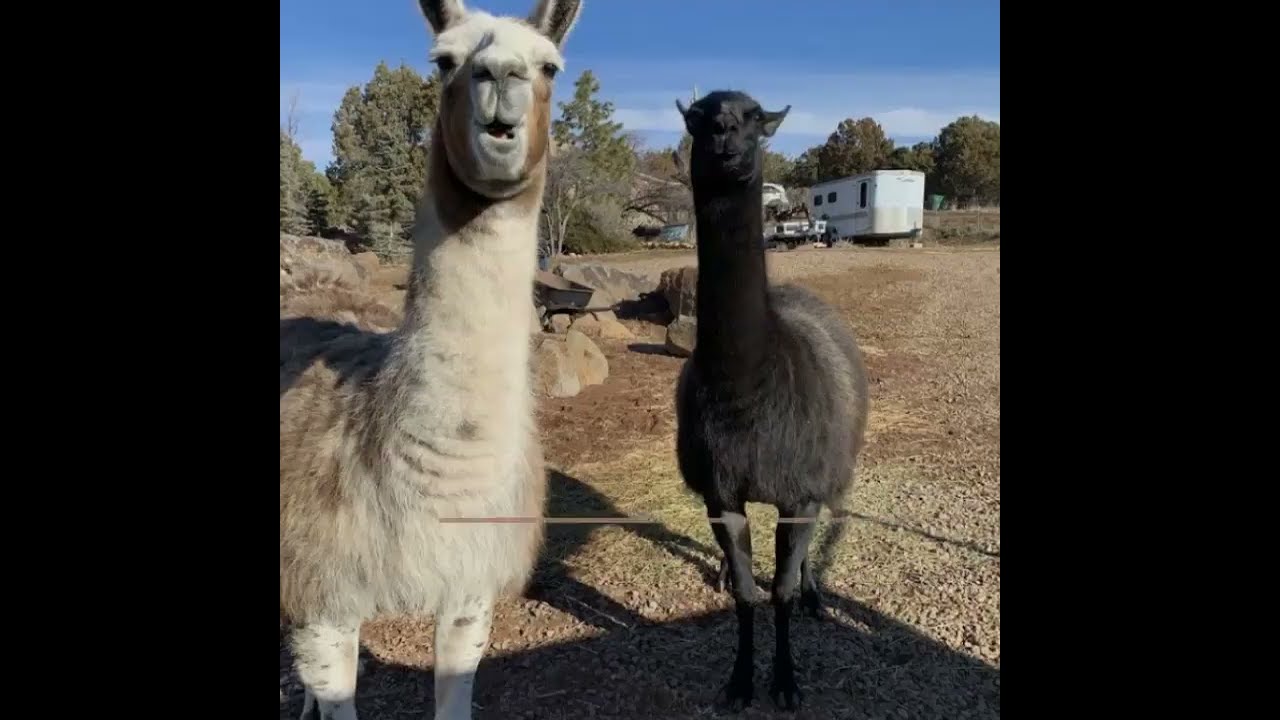 Spring Hill Cabins on Rainbow Lake | Cabins In Pinetop
