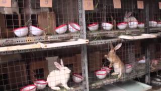 محطة تربية الأرانب.. تجربة أولى في الغوطة الشرقية