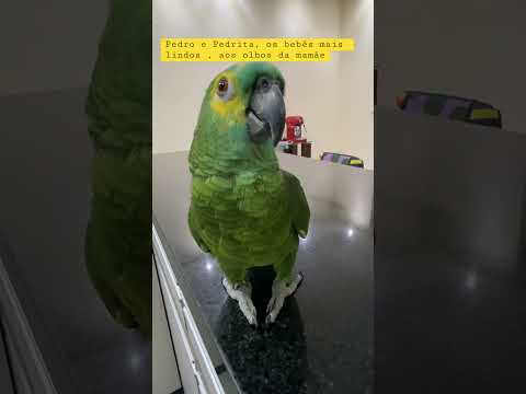 Vídeo: Tudo Sobre Parakeets: Um animal de estimação perfeito para crianças