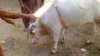 Cow On Eid