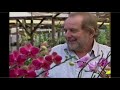 DICAS PARA CULTIVAR ORQUÍDEAS DA MANEIRA CORRETA ( DICA SECRETA QUE NINGUÉM TE CONTA )
