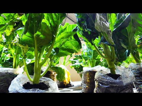 Video: Chinesisches Grünkohlgemüse - Tipps für den Anbau, die Pflege und die Ernte von chinesischem Brokkoli