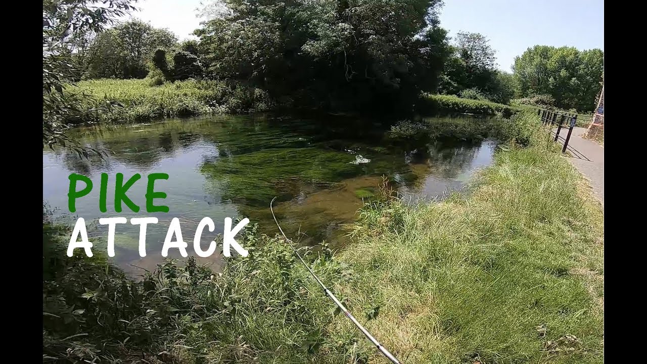 Pike fishing in Canterbury: spinning al luccio