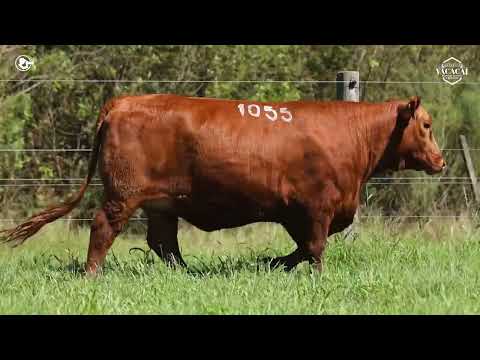 LOTE 05   TAT M1055 F Red Brangus