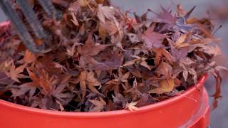 How to Dispose of Leaves