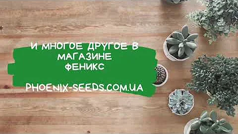 Иерихонская Роза - Цветок Воскрешения
