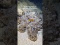Snorkeling in Hawaii on the north shore of Oahu #turtlebay