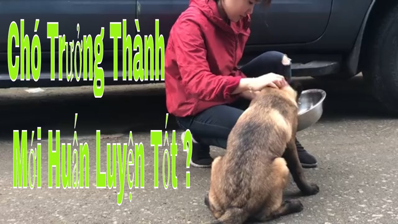 P3: Những điều người bán ko nói với bạn ! Chó phải trưởng thành mới có thể huấn luyện?