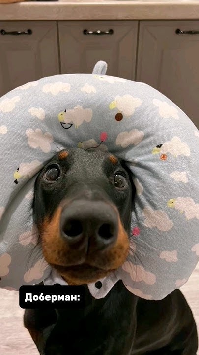 Ломаем стереотипы 😌 #doberman #доберман #топ #рекомендации - YouTube