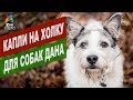 Капли на холку для собак Дана | Обзор капли на холку для собак Дана