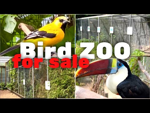 Videó: Tenyésztési Budgerigars, Budgies vagy Parakeets