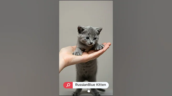 Video 8792661: russian blue cat, russian blue kitten, tiny russian blue, meet russian blue, cat living