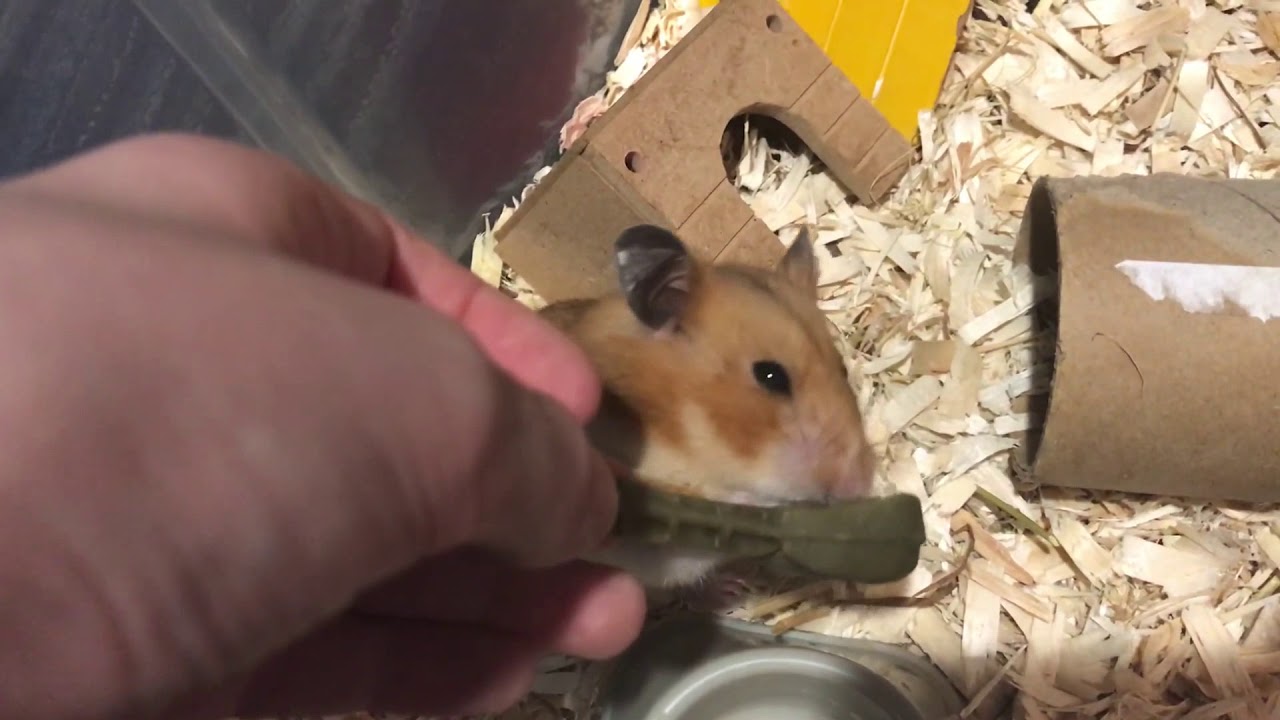 whimzees hamster