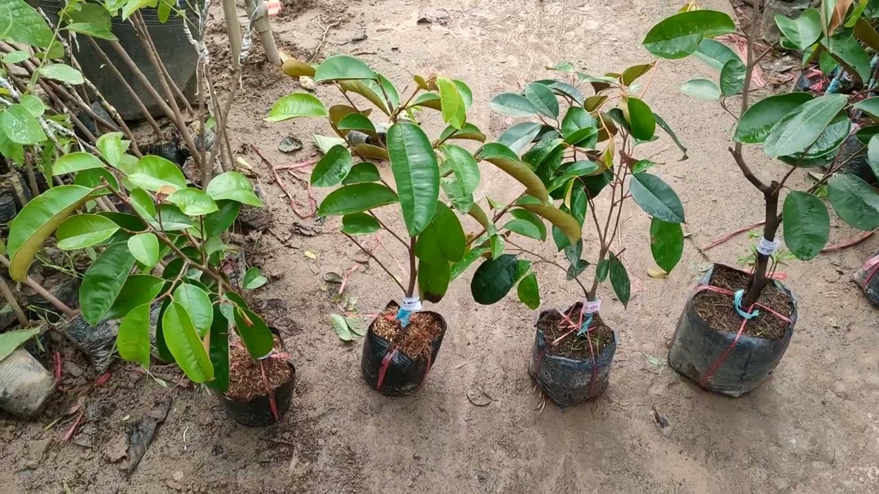 4 Loại Vú Sữa Phổ Biến Nhất Hiện Nay - Cách Phân Biệt