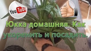 Как размножить юкку в домашних условиях