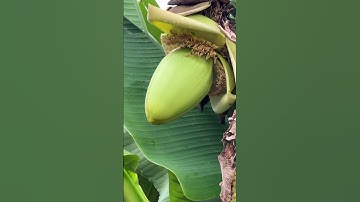 Bắp chuối Nhật Bản độc lạ quá  #nhacam #villagelife #nuoiga #nhớt #biwa #langque