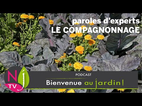 COMPAGNONNAGE AU POTAGER : ASSOCIATIONS BÉNÉFIQUES, CROISSANCE, PROTECTION, INCOMPATIBILITÉS