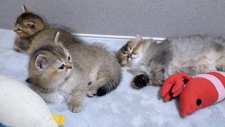 Farewell to kittens Maro and Lilo is just around the corner... by Tiny Kitten 16,767 views 2 weeks ago 4 minutes, 11 seconds