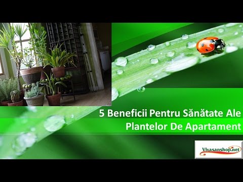 Video: Efectele Benefice Ale Plantelor. Partea 5