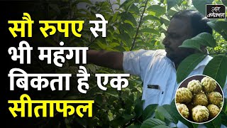 एक किलो का शरीफा उगाता है महाराष्ट्र का किसान || Custard Apple Farming