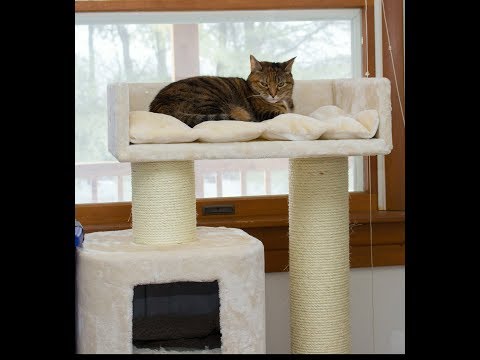 cat tree kijiji