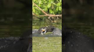 Coot fight! #wildlife #animals #birdfight