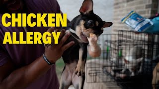 Chicken Allergies in French Bulldogs: From Suffering to Solution!