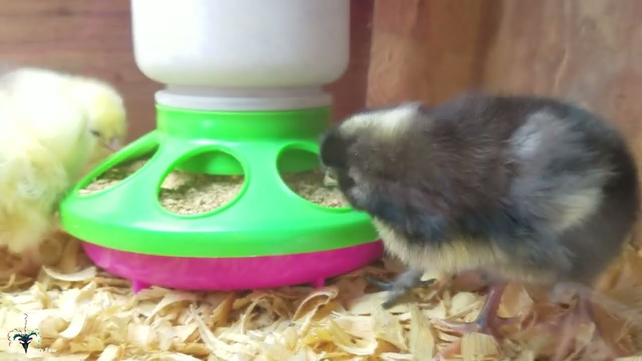 New Chicks Arrive June 2022 My Pet Chicken Unboxing YouTube