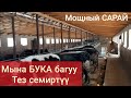 Ушундай жем берсе ТЕЗ семирет турбайбы👍 БУКА БАГУУ СЫРЛАРЫ