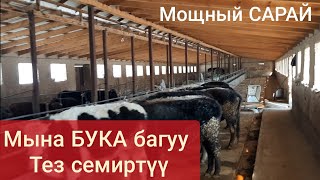 Ушундай жем берсе ТЕЗ семирет турбайбы👍 БУКА БАГУУ СЫРЛАРЫ