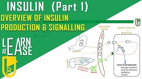 Insulin (Part 1)  Overview of Insulin Production & Signalling