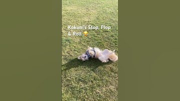 Kokoni Dog