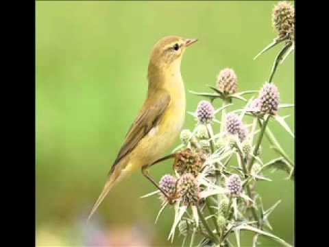 Getting to grips with warblers 1: Chiffchaff Vs Willow Warbler