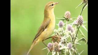 Getting to grips with warblers 1: Chiffchaff Vs Willow Warbler