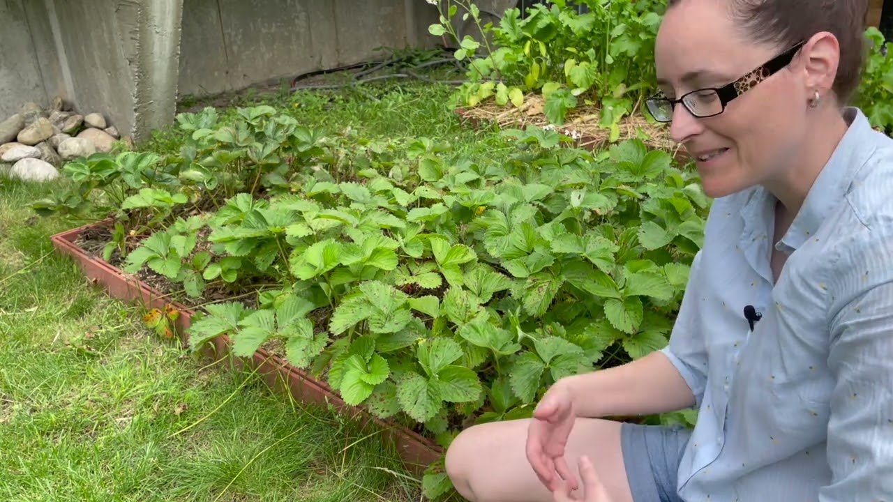 Comment cultiver les fraisiers et les reproduire à l'infini