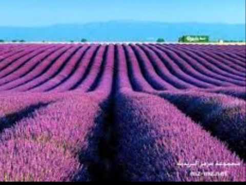 مونتاج عن الجنة 