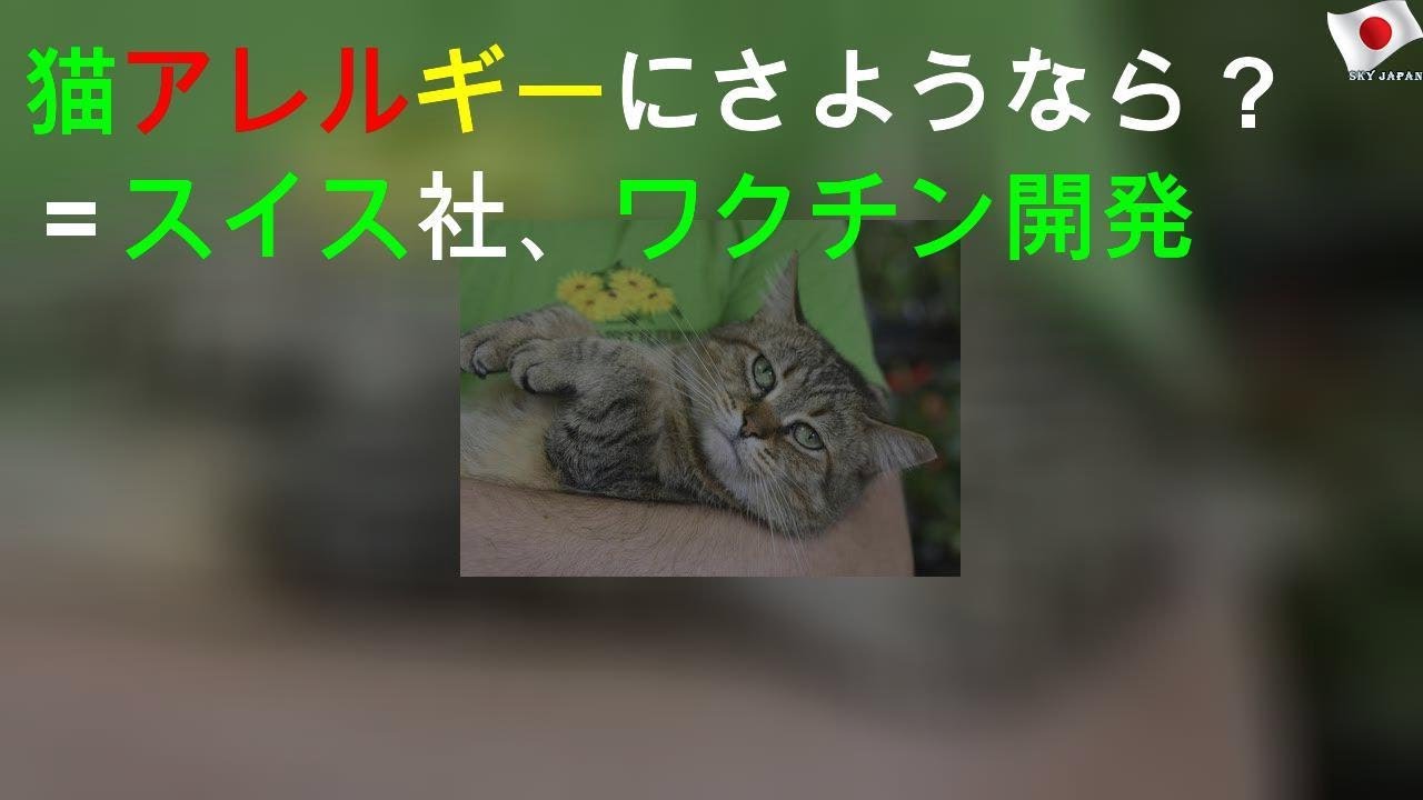 猫アレルギー 軽減 ワクチン開発 Youtube