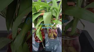 Chinese bamboo#propogation #trending