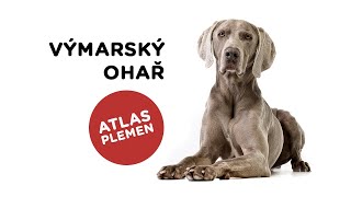 Výmarský ohař  Atlas plemen  Tlapka TV