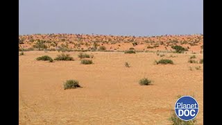 ¿Cómo es un día de caza en el Desierto de los Esqueletos? Te lo explicamos en este documental