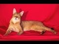Animal Planet  :  Cats 101 ~ Chausie の動画、YouTube動画。