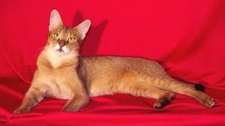 Animal Planet  :  Cats 101 ~ Chausie by Movies4U 48,537 views 10 years ago 3 minutes, 34 seconds