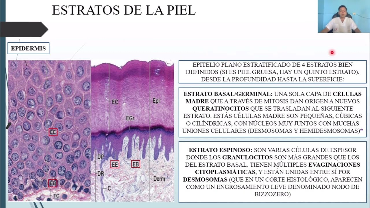 HISTOLOGÍA: SISTEMA TEGUMENTARIO