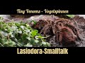 Lasiodora difficilis/klugi/parahybana Smalltalk - Große Langweiler oder Vogelspinnen mit Charakter?