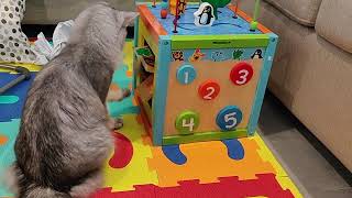 Activities for Cats and Babies (6-8 months) by Purrsome Brothers 240 views 2 years ago 3 minutes, 8 seconds