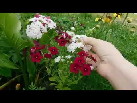 🌱Флоксы однолетние ! Разноцветные шары ! Выращивание и уход. 🌱