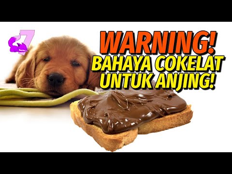 Video: Apa yang harus dilakukan jika anjing Anda makan cokelat