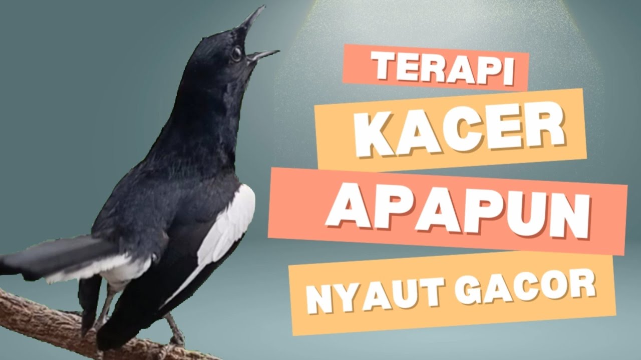 Terapi ampuh kacer ngeplong pagi dijamin bikin kacer apasaja supaya nyaut gacor!