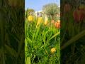 Tulips vibes 🌷💛🌿 #tulip #flowers #viral #trending #nature #youtubeshorts #shortsfeed #shorts #sub