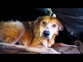 Loving old dog spent her entire life locked in a filthy room... then we saved her!